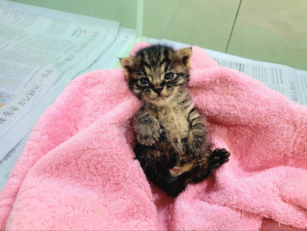 [고양이] 한국 고양이 경북-포항-2025-00438 유기동물 배경 이미지 입니다.